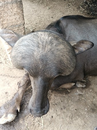 જાફરાબાદી પાડો વેચવાનો છે