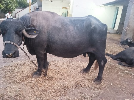 ભેંસ વેચવાની છે