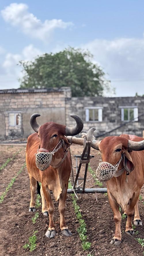 બળદ વેચવાના છે .