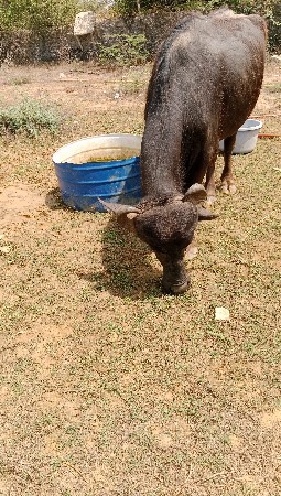 ભેસ