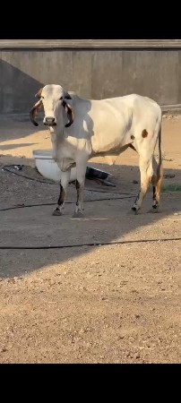 લીલડી ઓડકી વેચવાની છે