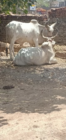 બળદ વેચવાના છે