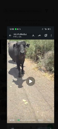 પેલું વેતર