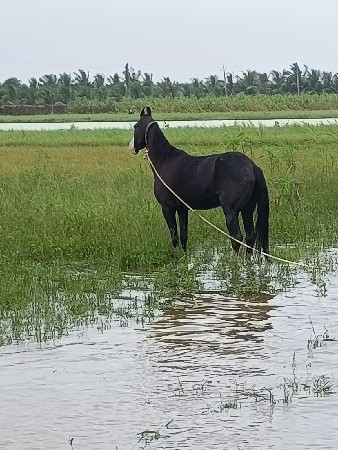 ઘોડી