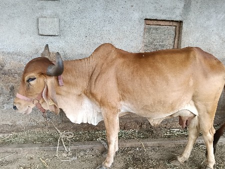 ગાય વેશવાની સે