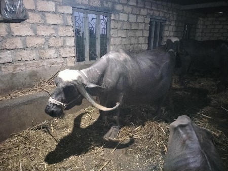 છઠ્ઠો મહિનો . ગાભણ છે હાલમાં ત્રણ