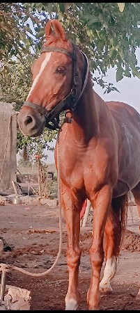 કાઠીયાવાડી ઘોડી હે 
વેચવા ની હે