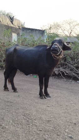 બે ખળેલી વેચવાની છે