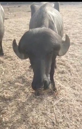 પાડો વેચવાનો છે