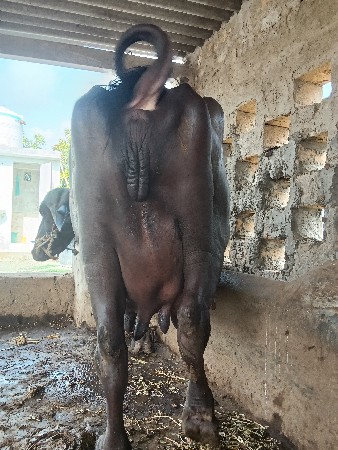 ભેસ