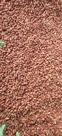39 બીયારણ વેચવાનુ છે