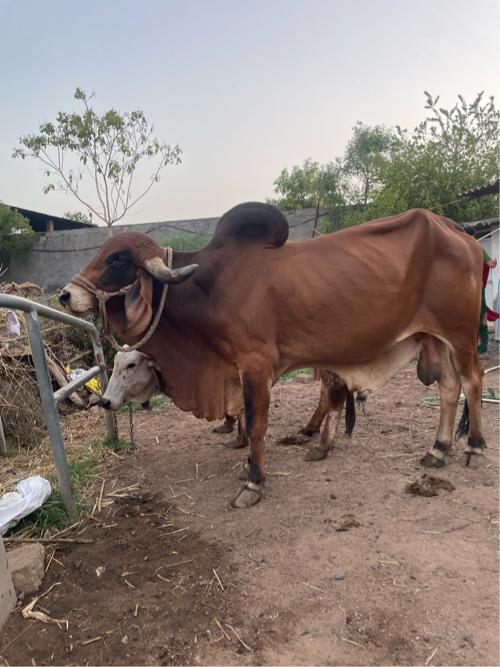 Gir bull