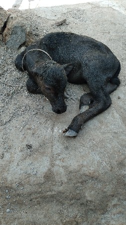 2 દિવસ નો પાડો વેચવાનો છે