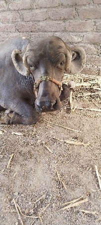 આ ભેંસ વેસવાની છે