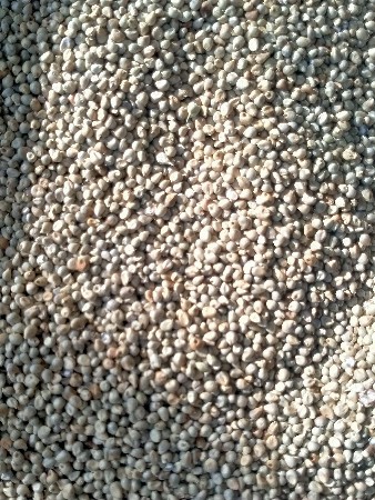 પાયોનેર બાજરો