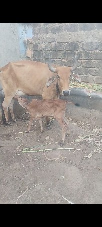 ક્રોસ ગાય વેચવાની છે