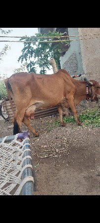 બે ગાયુ વેચવાની છે