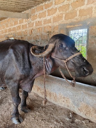 આ ભેંસ વેચવાની છે