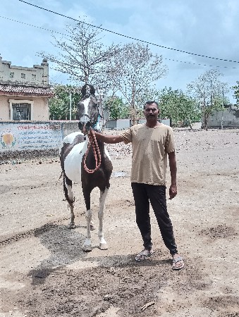 આ ધોડી વેસવાની સે સાલૂ થાણ ની સે