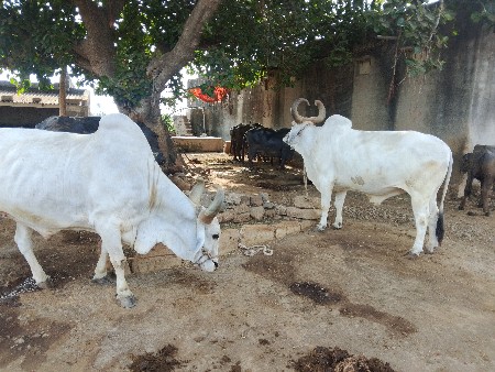 સાર.ધર.ના.સે.બધી.જવાબદારી