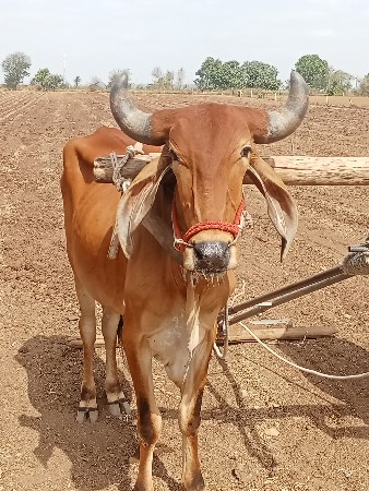 ગામ ઈશ્વરીયા