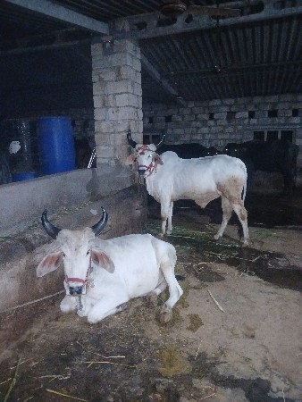 વેચવા નાછે