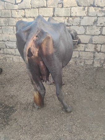 વેસવાનીછે