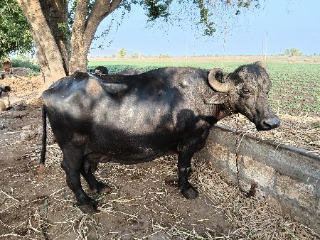 ભેંસ વેસવાની છે