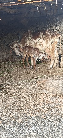 કાબરી ગાય વેચવાની છે
