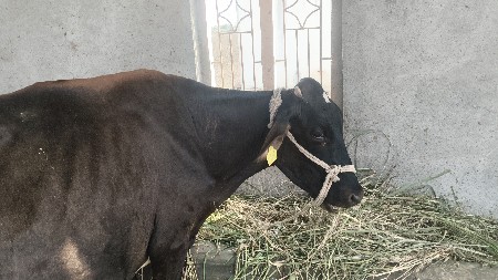 hf  ગાય વેચવાની છે