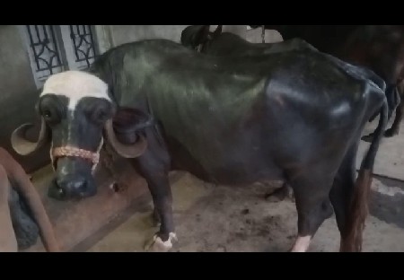 ખડાય વેસ્વાની છે