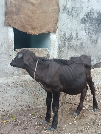 પાડો વેચવાનો છે