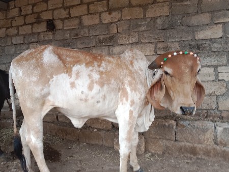 વાસડી વેચવાની છે