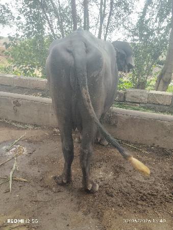 પેલું વેતર