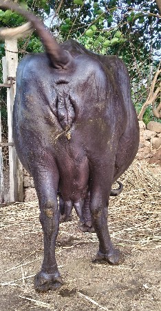 3 વેતર, 10 દીવસની કાચી
