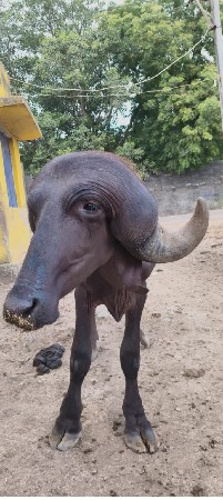 પાડો વેચવાનો છે