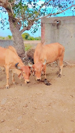 બળદ ની જૉડી વૅચવાની છે