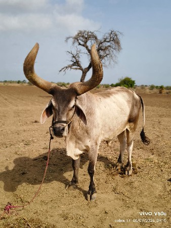 બલધ વેચવાનો છે