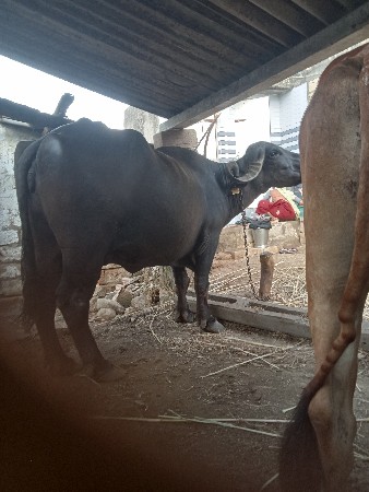 દેવાભાય સિધલ