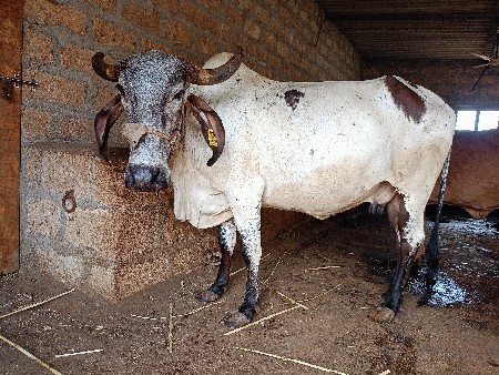 ગાય વેચવાની છે