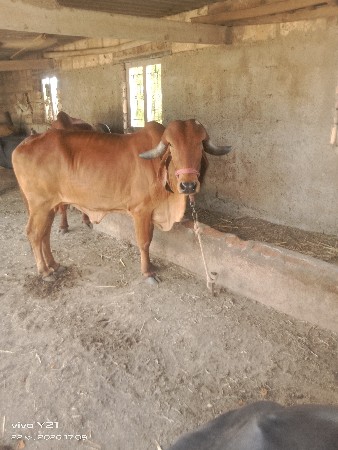 ગીર ગાય