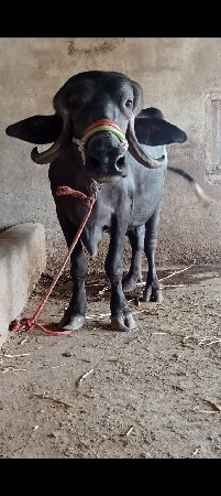 વેતર માં 1