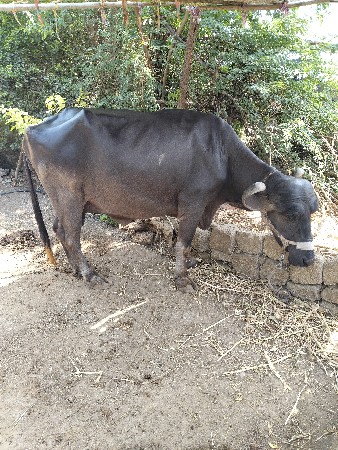 ૨ વેતર ની ભેંશ વહેંચવા ની છે