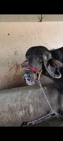 બીજું વેતર ખડાય વેચવાની છે