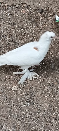 પઠૂં વેચવાનું છે