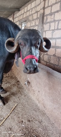 જાફરાબાદી ભેંસ વેચવાની છે .