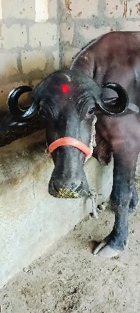 પેલું વેતર ખડા વેચવાની છે