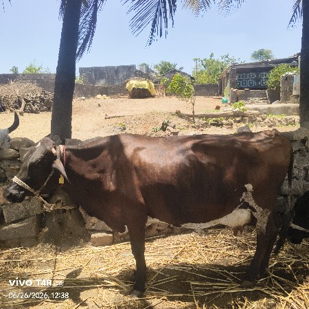 ગાય વેચવાની છે