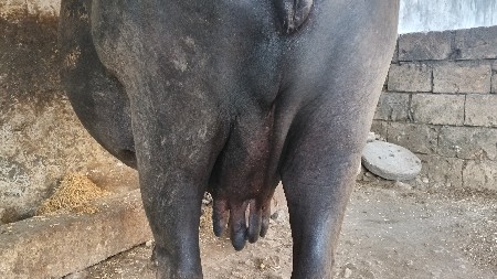 આ ભેંસ વેચવાની છે