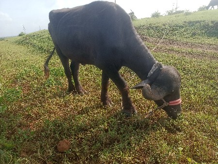 ખોટા ફોન ન કરતા રૂબરૂ જોય જાવ